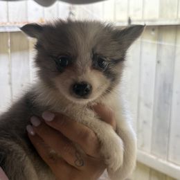Ravioli - Merle male Pomsky puppy in Sacramento, California from Robinson Pomski