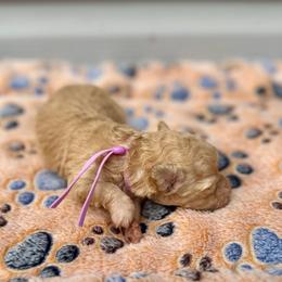Lilly - Apricot female Poodle puppy in Greenville, South Carolina from Wendy's House Of Poodles LLC
