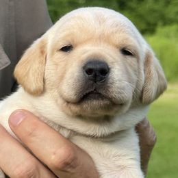 Princess Amethyst Brin - Yellow female Labrador Retriever puppy in Richmond, Maine from King K9 Academy