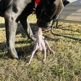 Chihuahua and Chinese Crested Puppies from Western Kentucky Chihuahua’s and Chinese Crested’s