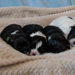 Lowchen Puppies from Dragonne Lowchen