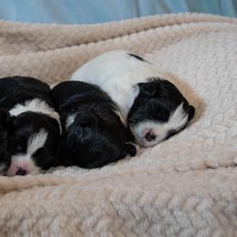 Lowchen Puppies from Dragonne Lowchen