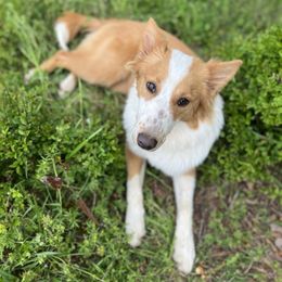 Piper - Old Time Scotch Collie