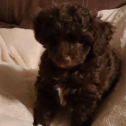 Aussiedoodles, Miniature Australian Shepherds, and Toy Australian Shepherds from T3 Farms Aussies & Aussiedoodles