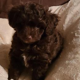 Aussiedoodles, Miniature Australian Shepherds, and Toy Australian Shepherds from T3 Farms Aussies & Aussiedoodles