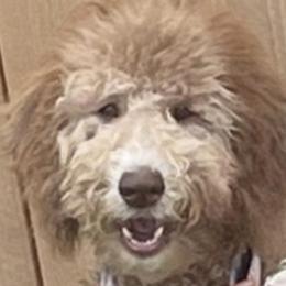 Goldendoodles and Poodles from Goldendooddle  /Gardy 🐾🐾