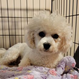 Gerdi - Bichon Frise