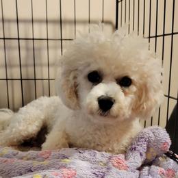 Gerdi - Bichon Frise