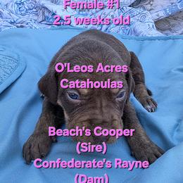 FEMALE - 1 - Chocolate female Catahoula Leopard Dog puppy in Perry, Florida from O'Leos' Acres Catahoulas