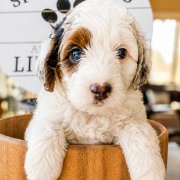 Green Collar Margo - Merle female Bernedoodle puppy in Camden, North Carolina from Fleury Farm Doodles NC