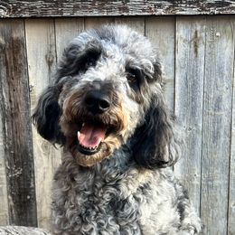 Bernedoodles, Bernese Mountain Dogs, Cavalier King Charles Spaniels, Cavapoos, Double Doodles, Goldendoodles, and Poodles from Good Looking Dogs