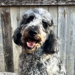 Bernedoodles, Bernese Mountain Dogs, Cavalier King Charles Spaniels, Cavapoos, Double Doodles, Goldendoodles, and Poodles from Good Looking Dogs