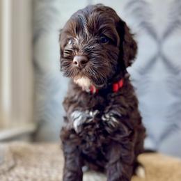 Robin - Chocolate male Australian Labradoodle puppy in Morgan Hill, California from Loving Labradoodles