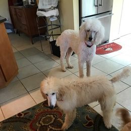 Poodles from Sheree Poodles