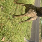 Mali - Perro de Presa Canario
