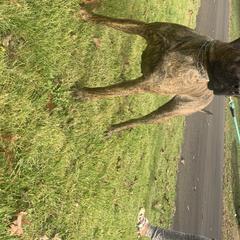 Mali - Perro de Presa Canario