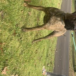 Mali - Perro de Presa Canario