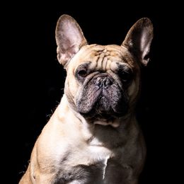 French Bulldogs from McMillian French Bulldogs