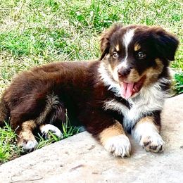 Aussiedoodle, Australian Shepherd, Miniature American Shepherd, and Miniature Australian Shepherd Puppies from Bline's Awesome Aussies