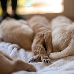 Goldendoodle Puppies from Jennifer's Canines