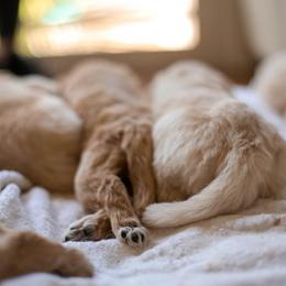Goldendoodle Puppies from Jennifer's Canines