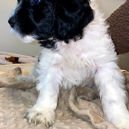 Cockapoo and Poodle Puppies from FurEver Young Kennels