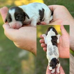 Swiss Roll - Liver white and tan female English Springer Spaniel puppy in Uvalda, Georgia from Willow Creek Farms
