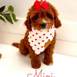 Mini - Red female Cavapoo puppy in Buford, Georgia from Petite Posh Puppies