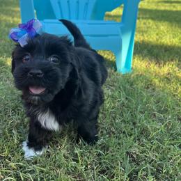 BabyGirl - Black and white female Havanese puppy in Monahans, Texas from Homeward Havanese, LLC