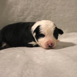 Elita-One - Black and white female Border Collie puppy in Crawfordsville, Indiana from Rescued Dreams Border Collies