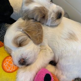 Australian Labradoodle Puppies from Green Mountain Australian Labradoodles