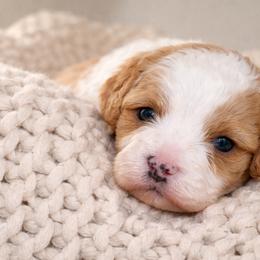 Birch - Apricot male Cavapoo puppy in Theodore, Alabama from Horton & Co. Cavapoos