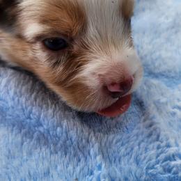 Vincent - Red merle male Miniature Australian Shepherd puppy in Lakeland, Florida from Sunshine Mini Aussies