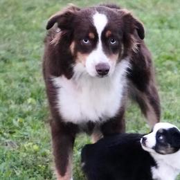 Ashley - Miniature American Shepherd