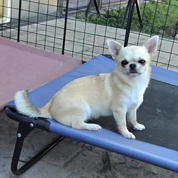 River - Chihuahua