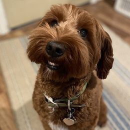 Emmy Lou - Australian Labradoodle