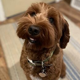 Emmy Lou - Australian Labradoodle