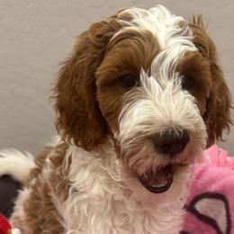 Princess - Parti female Goldendoodle puppy in Maricopa, Arizona from AZ Designer Goldendoodles