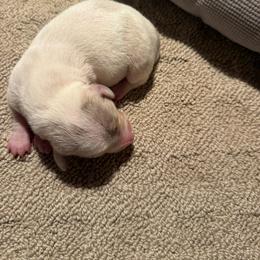 Chippy - Piebald female Dachshund puppy in Birchtree, Missouri from Cruzan Dachshunds