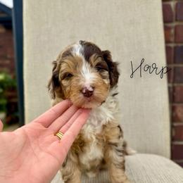 Harp - Chocolate merle male Bernedoodle puppy in Owasso, Oklahoma from Kallams Bernedoodles & Bernese Mountain Dogs