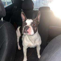 Janice - Boston Terrier