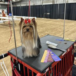 Paige - Yorkshire Terrier