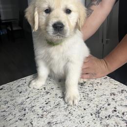 Golden Retriever Puppies from Wise-Taylor Goldens