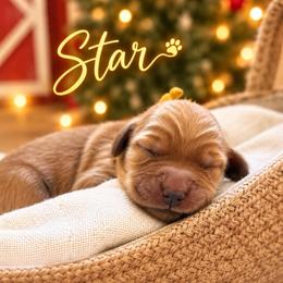 Star - Dark golden female Golden Retriever puppy in San Bernardino, California from Thegoldendreams1