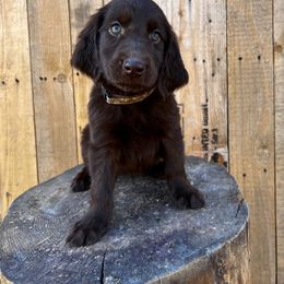 Brownie (yellow) - Liver female Flat-Coated Retriever puppy in Park Rapids, Minnesota from Catori