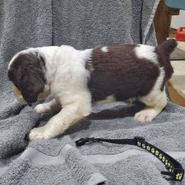 Black - Liver and white male English Springer Spaniel puppy in Latrobe, Pennsylvania from Painters Lane Livestock