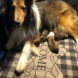 Hanna - Shetland Sheepdog