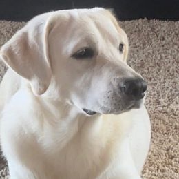 Flip - Labrador Retriever