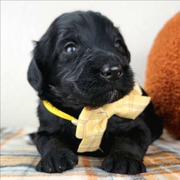 Rosemary - Black female Bernedoodle puppy in Temecula, California from Oodles O'Doodles
