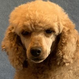 Poodles from Stonewick Poodles